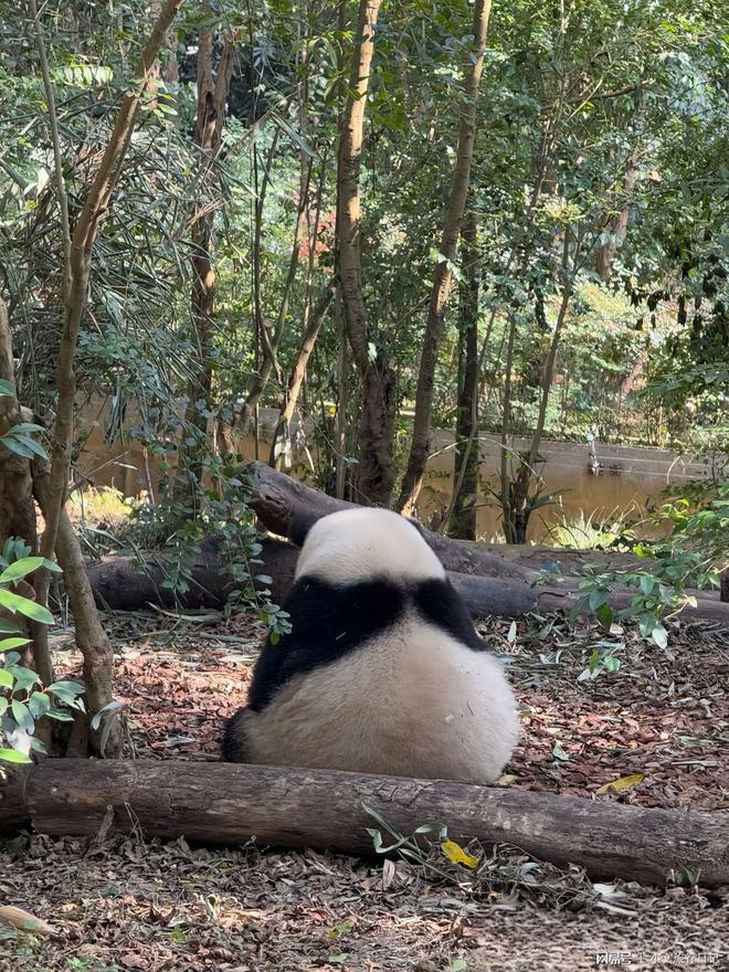 大一小5k真香攻略性价比炸裂！开元棋牌家庭游四川七天费用！两